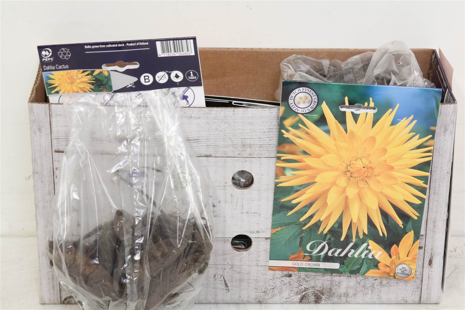 Цветочная луковица Георгин Кактус Золотая Корона X1 ( Flower bulb Dahlia Cactus Gold Crown X1 ) H 20