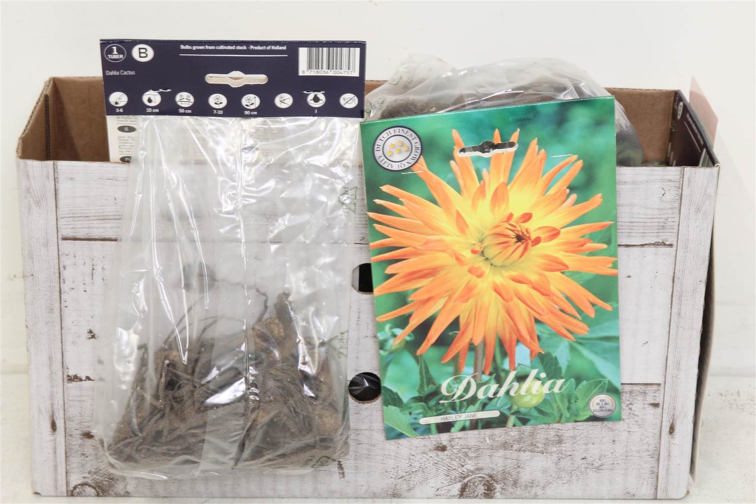 Цветочная луковица Георгина Кактус Хейли Джейн X1 ( Flower bulb Dahlia Cactus Hayley Jane X1 ) H 20