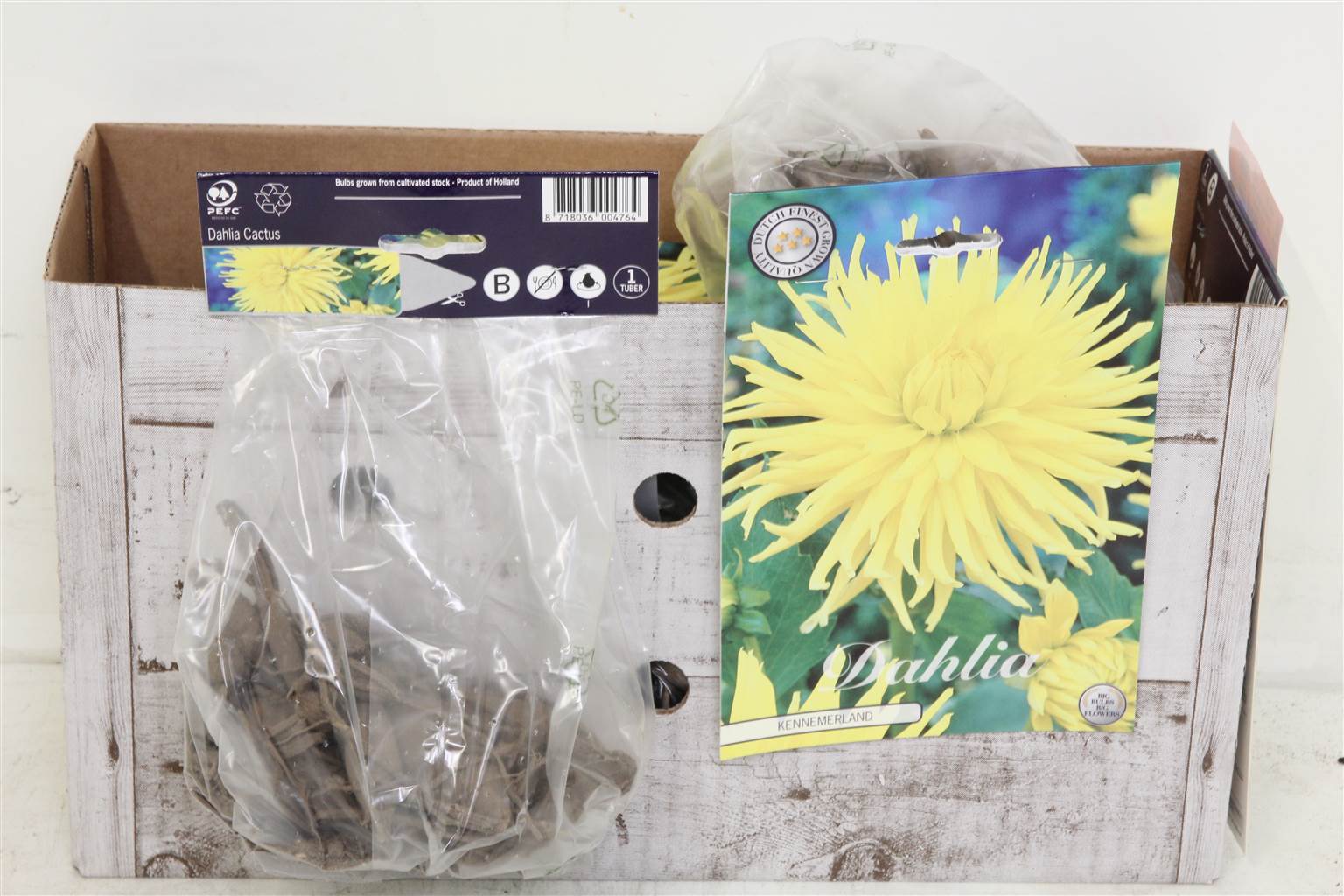 Цветочная луковица Георгина Кактус Кеннемерленд X1 ( Flower bulb Dahlia Cactus Kennemerland X1 ) H 2