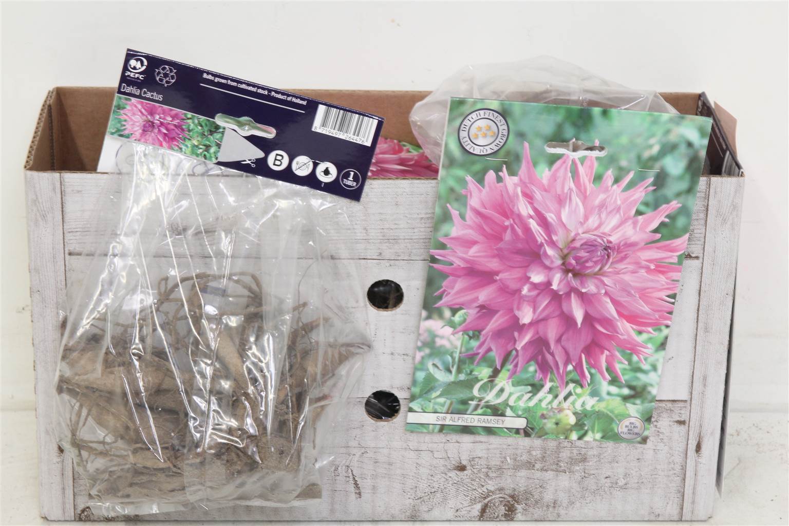 Цветочная луковица Георгин Кактус Сэр Альфредс Рэмси X1 ( Flower bulb Dahlia Cactus Sir Alfreds Rams