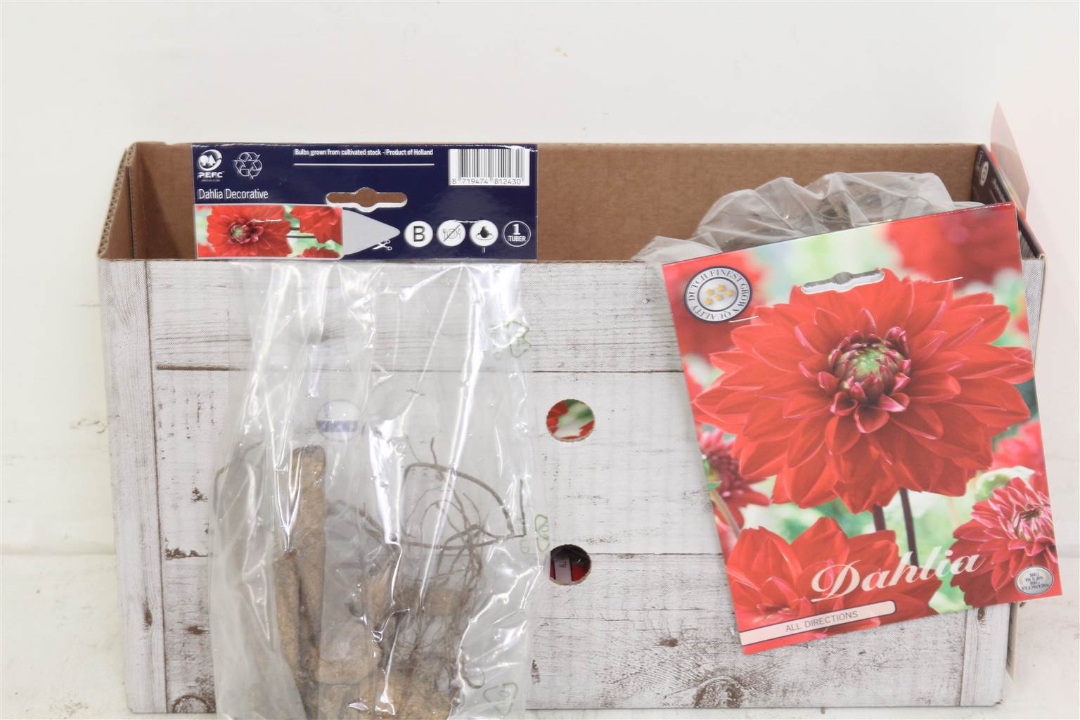 Цветочная луковица Георгин Деко Во Всех Направлениях X1 ( Flower bulb Dahlia Deco All Directions X1