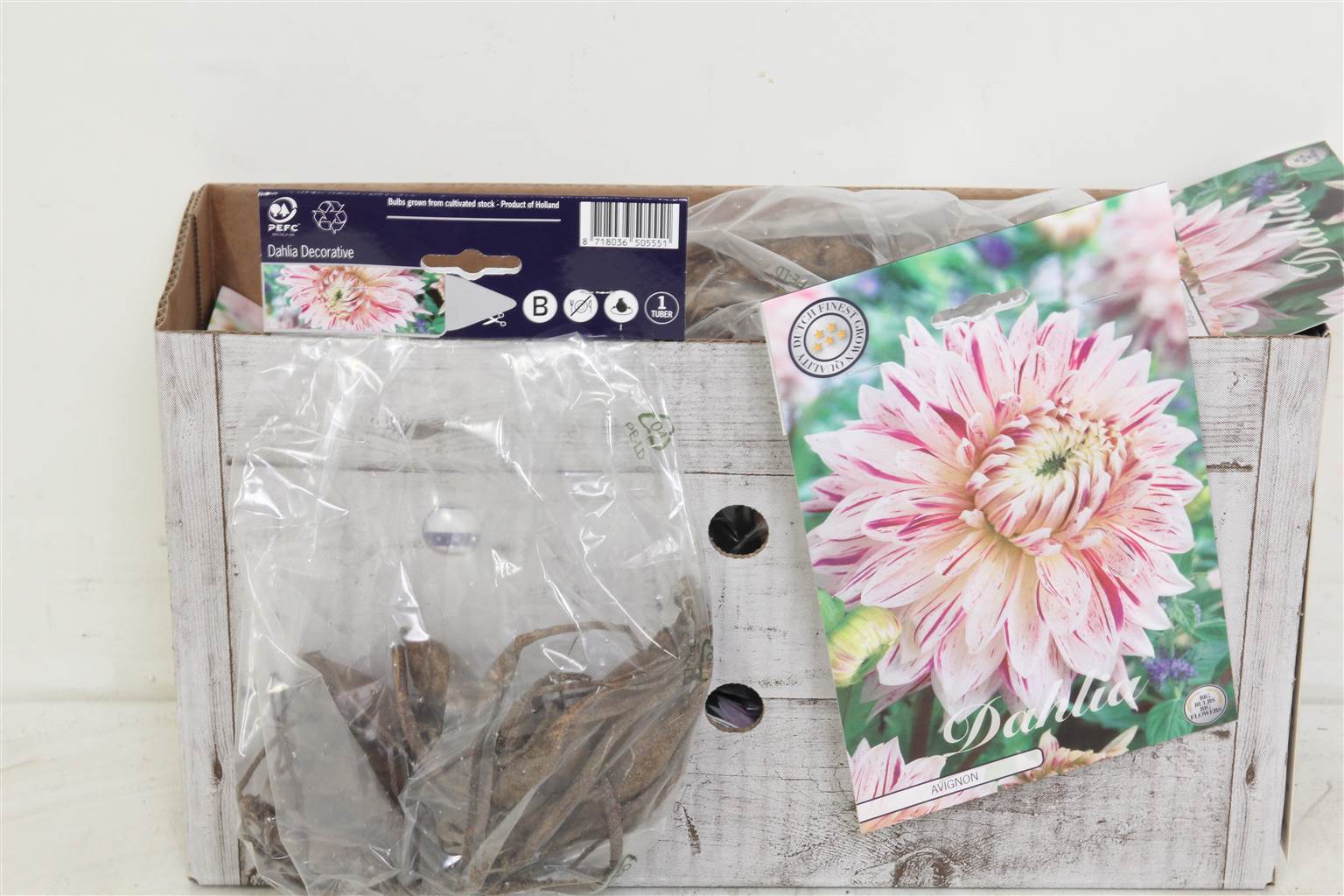 Цветочная луковица Георгин Деко Авиньон X1 ( Flower bulb Dahlia Deco Avignon X1 ) H 20 см