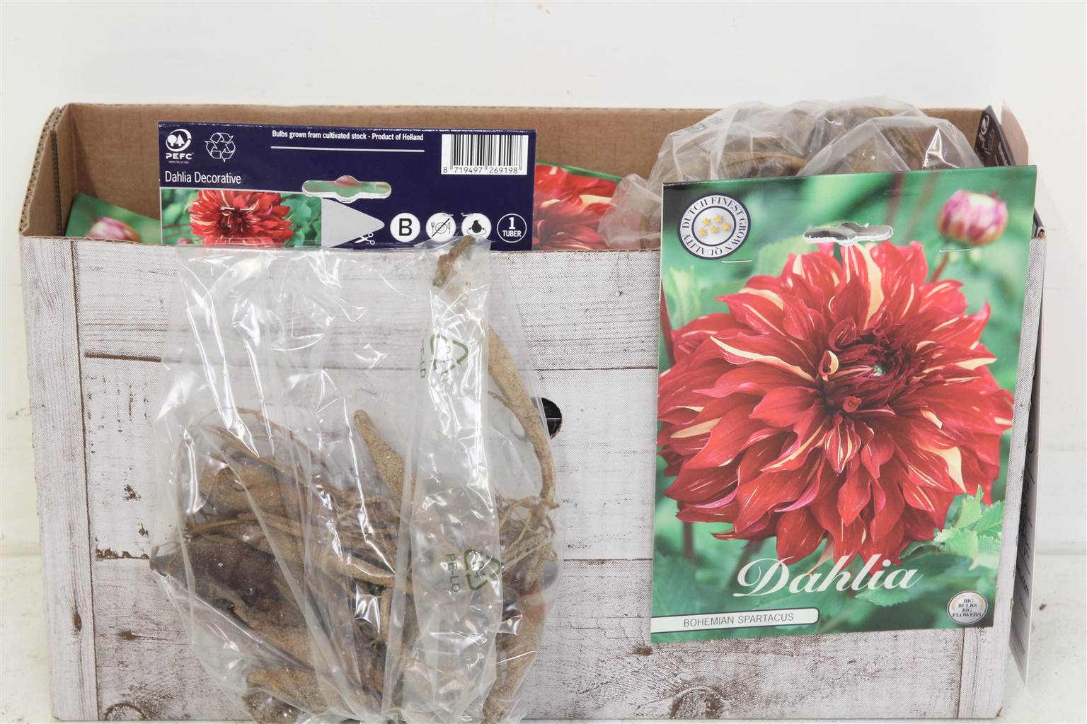Цветочная луковица Георгин Деко Богемский Спартак X1 ( Flower bulb Dahlia Deco Bohemian Spartacus X1