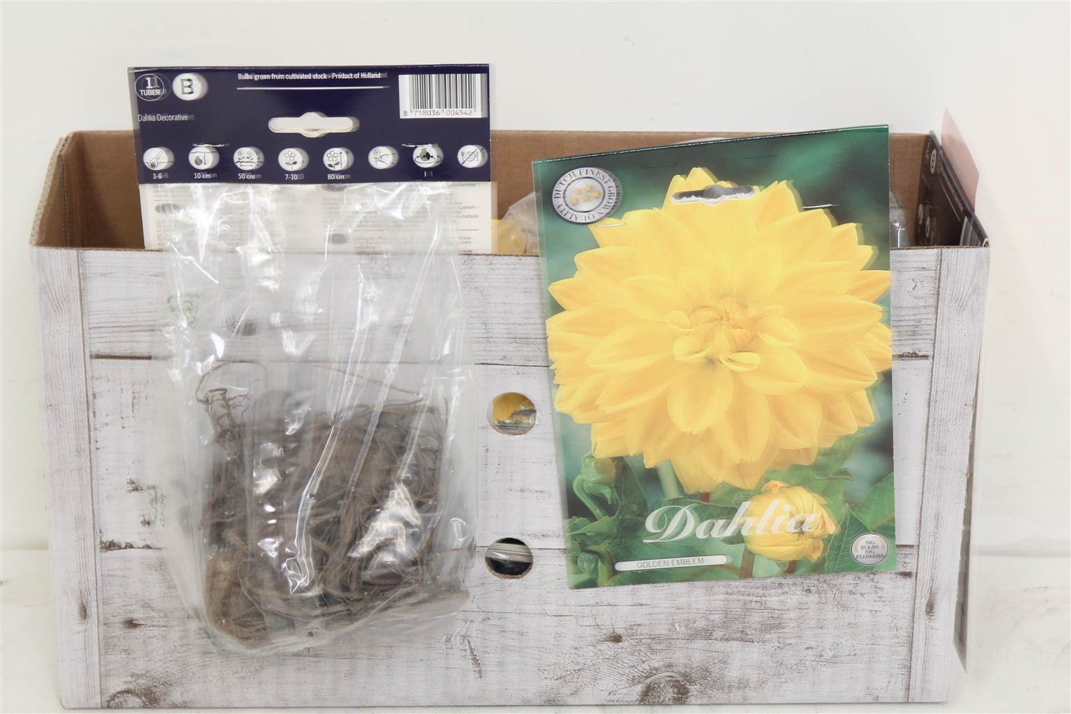 Цветочная луковица Георгин Деко Золотая Эмблема X1 ( Flower bulb Dahlia Deco Golden Emblem X1 ) H 20