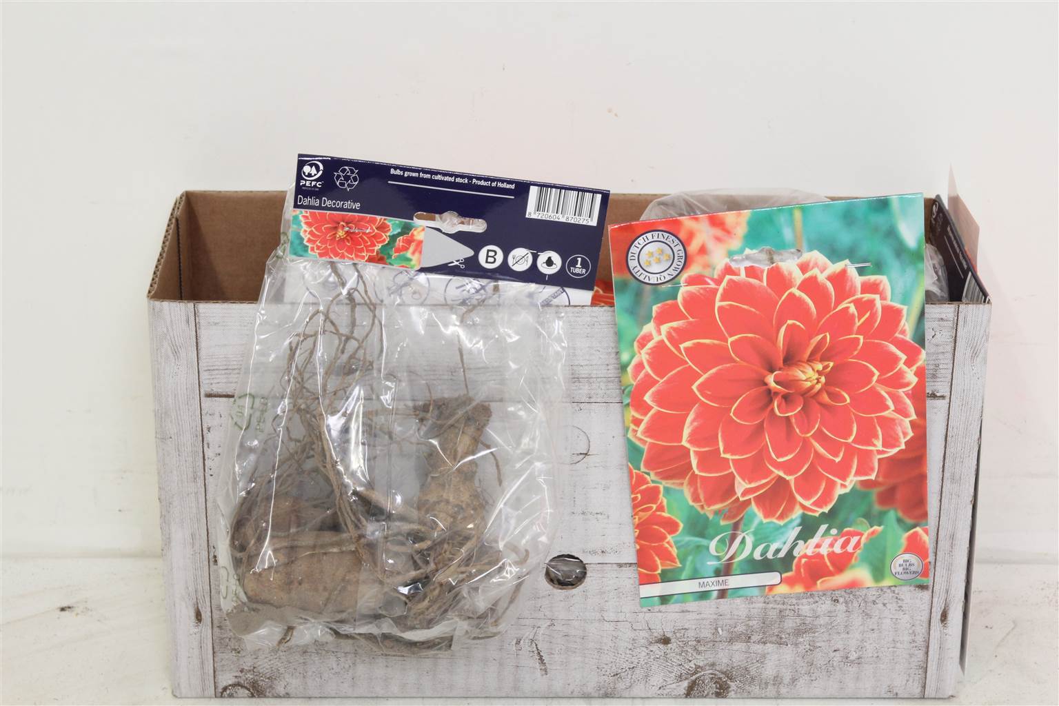 Цветочная луковица Георгин Деко Максим X1 ( Flower bulb Dahlia Deco Maxime X1 ) H 20 см