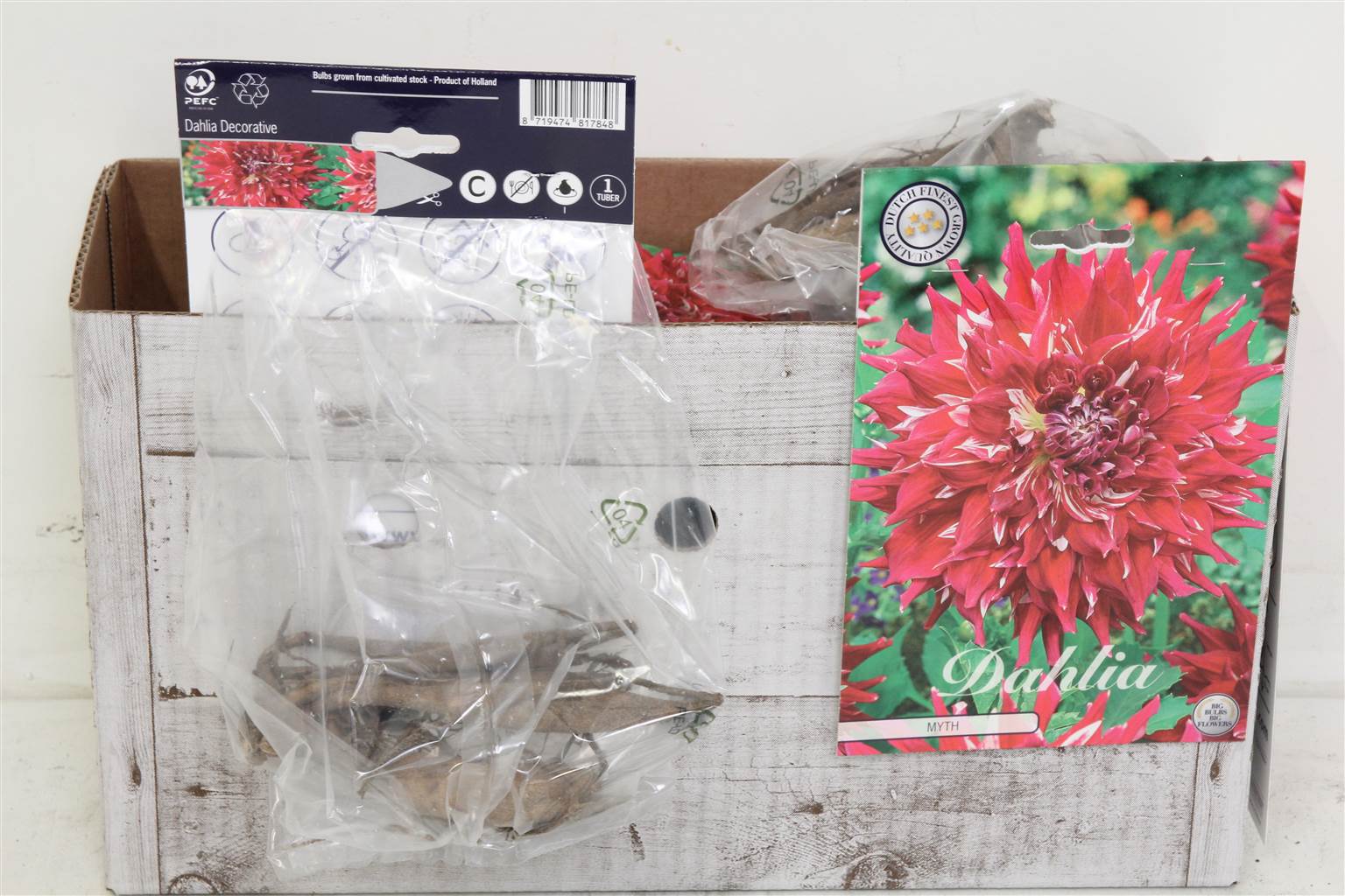 Цветочная луковица Георгин Деко Миф X1 ( Flower bulb Dahlia Deco Myth X1 ) H 20 см