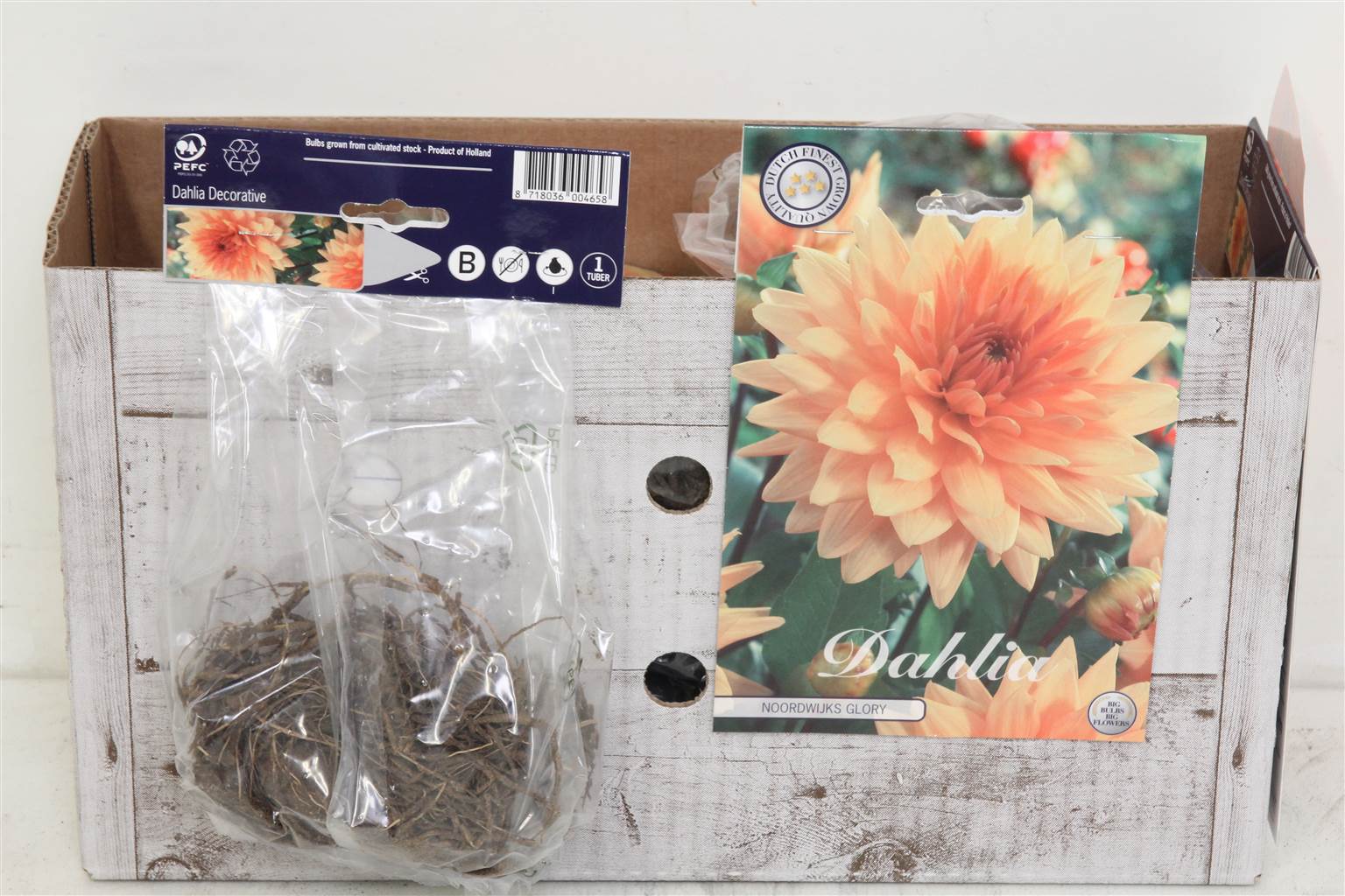 Цветочная луковица Георгин Деко Нордвейкс Слава X1 ( Flower bulb Dahlia Deco Noordwijks Glory X1 ) H