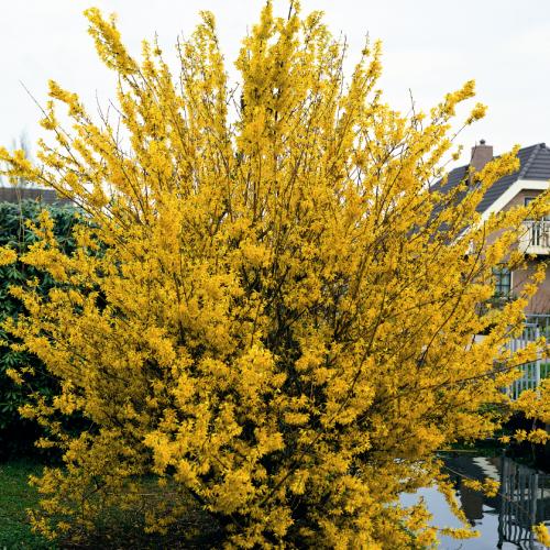 Форзиция средняя Spectabilis (Спектабилис)