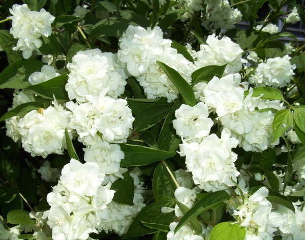 Чубушник Bouquet Blanc