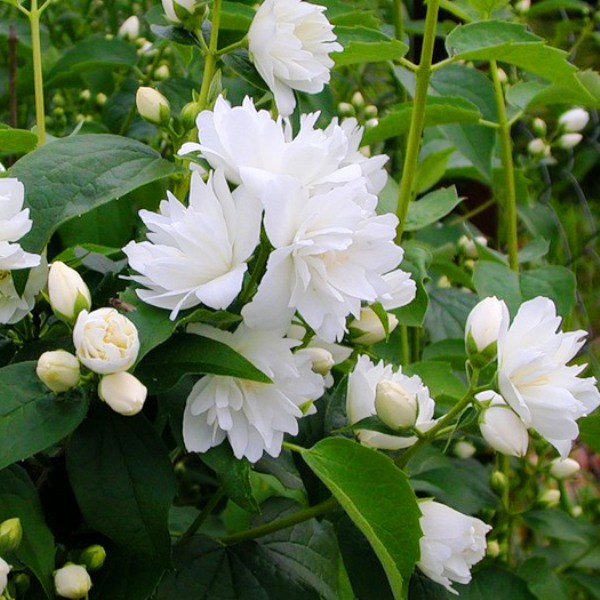Чубушник Girandole (Жирандоль)