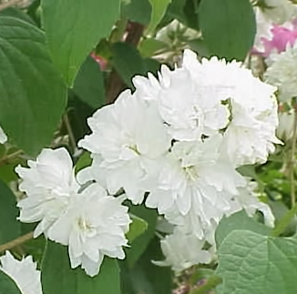 Чубушник Rosace (Розаце)