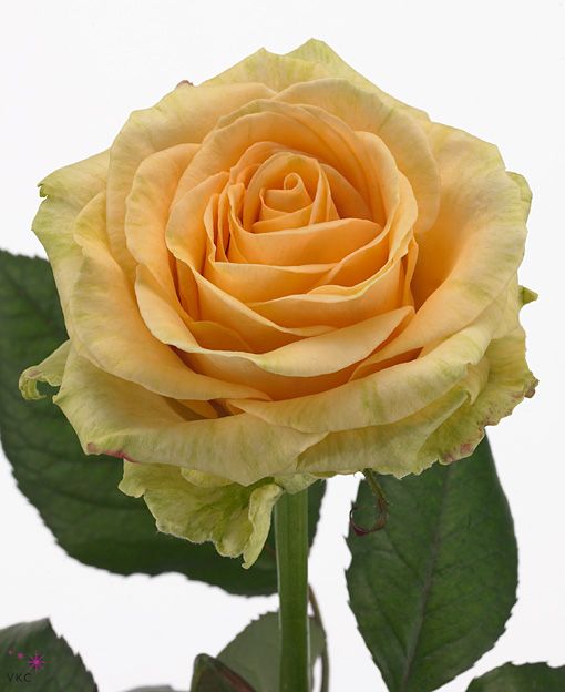 Rosa Gr Peach Avalanche ( Пич Аваланж ) В50 Ступино