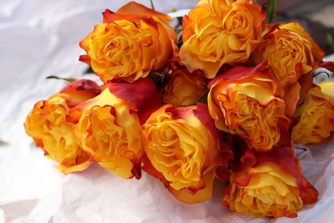 Rosa Sunset X-Pression (Роза Сансет Экспрешн) B60 Star Roses