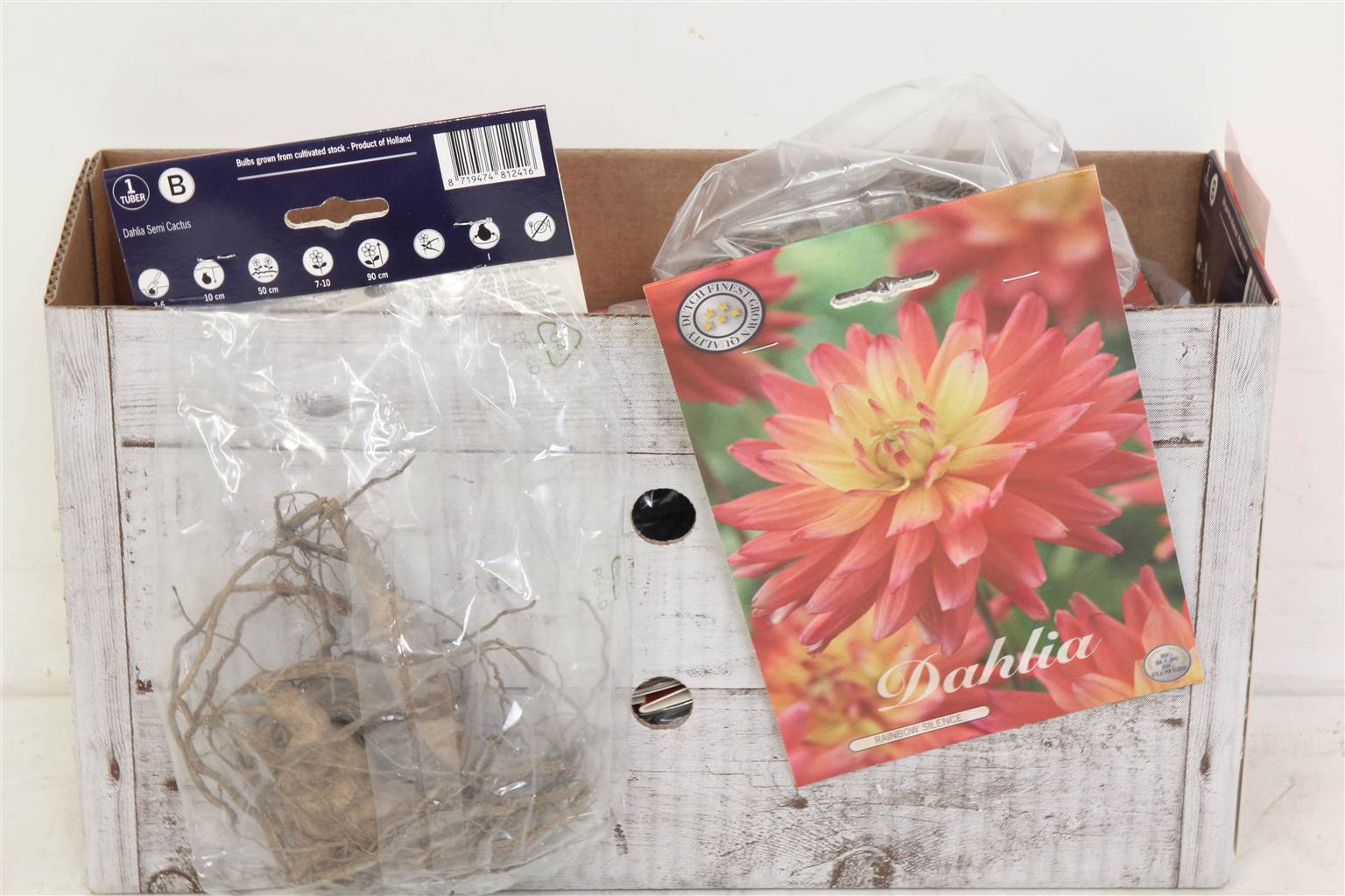 Цветочная луковица Георгин Деко Красная Тишина X1 ( Flower bulb Dahlia Deco Red Silence X1 ) H 20 см