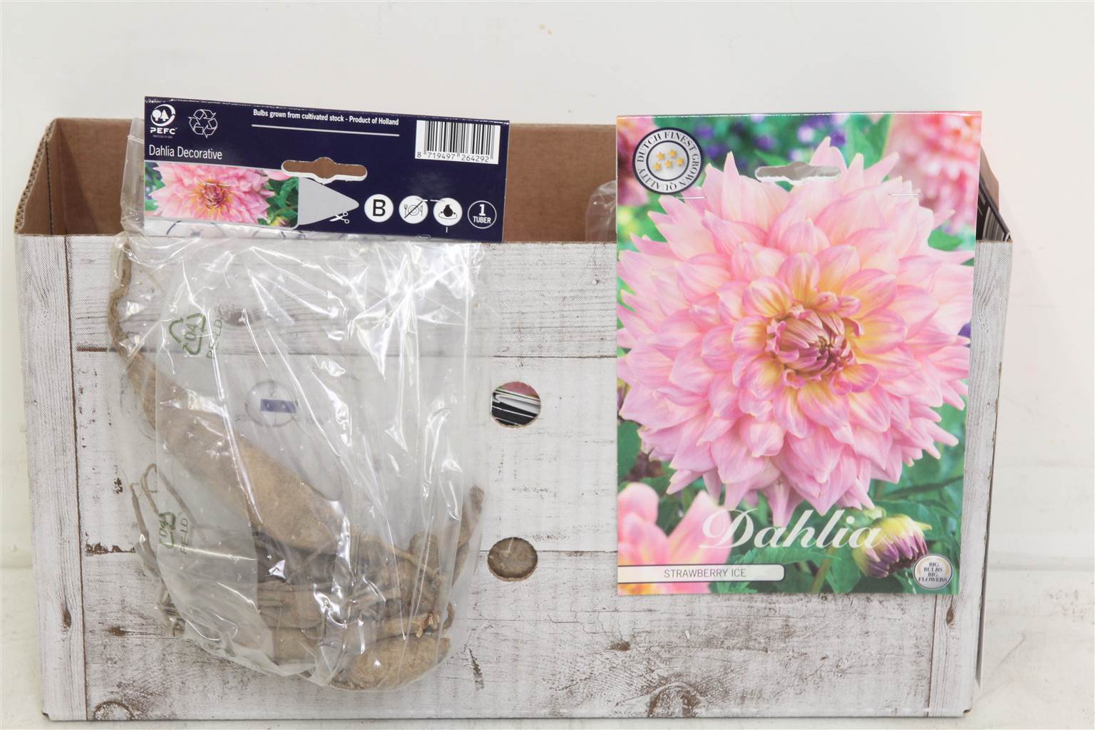 Цветочная луковица Георгин Деко Клубничный Лед X1 ( Flower bulb Dahlia Deco Strawberry Ice X1 ) H 20