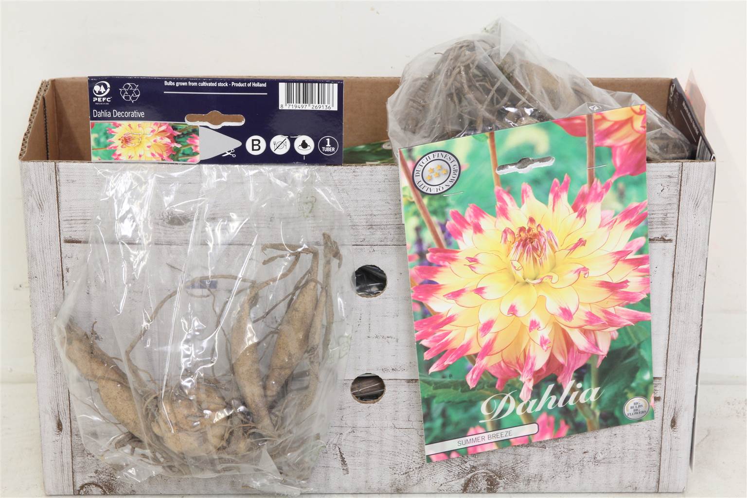 Цветочная луковица Георгин Деко Летний Бриз X1 ( Flower bulb Dahlia Deco Summer Breeze X1 ) H 20 см
