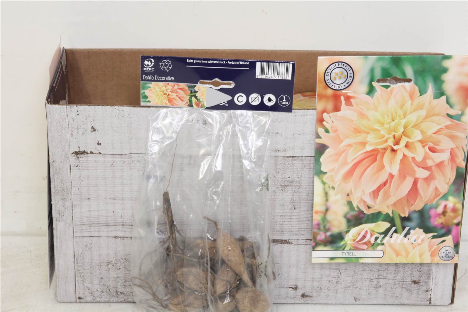 Цветочная луковица Георгин Деко Тирелл X1 ( Flower bulb Dahlia Deco Tyrell X1 ) H 20 см