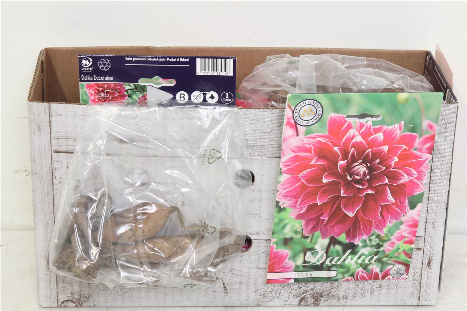 Цветочная луковица Георгин Деко Дядя B X1 ( Flower bulb Dahlia Deco Uncle B X1 ) H 20 см