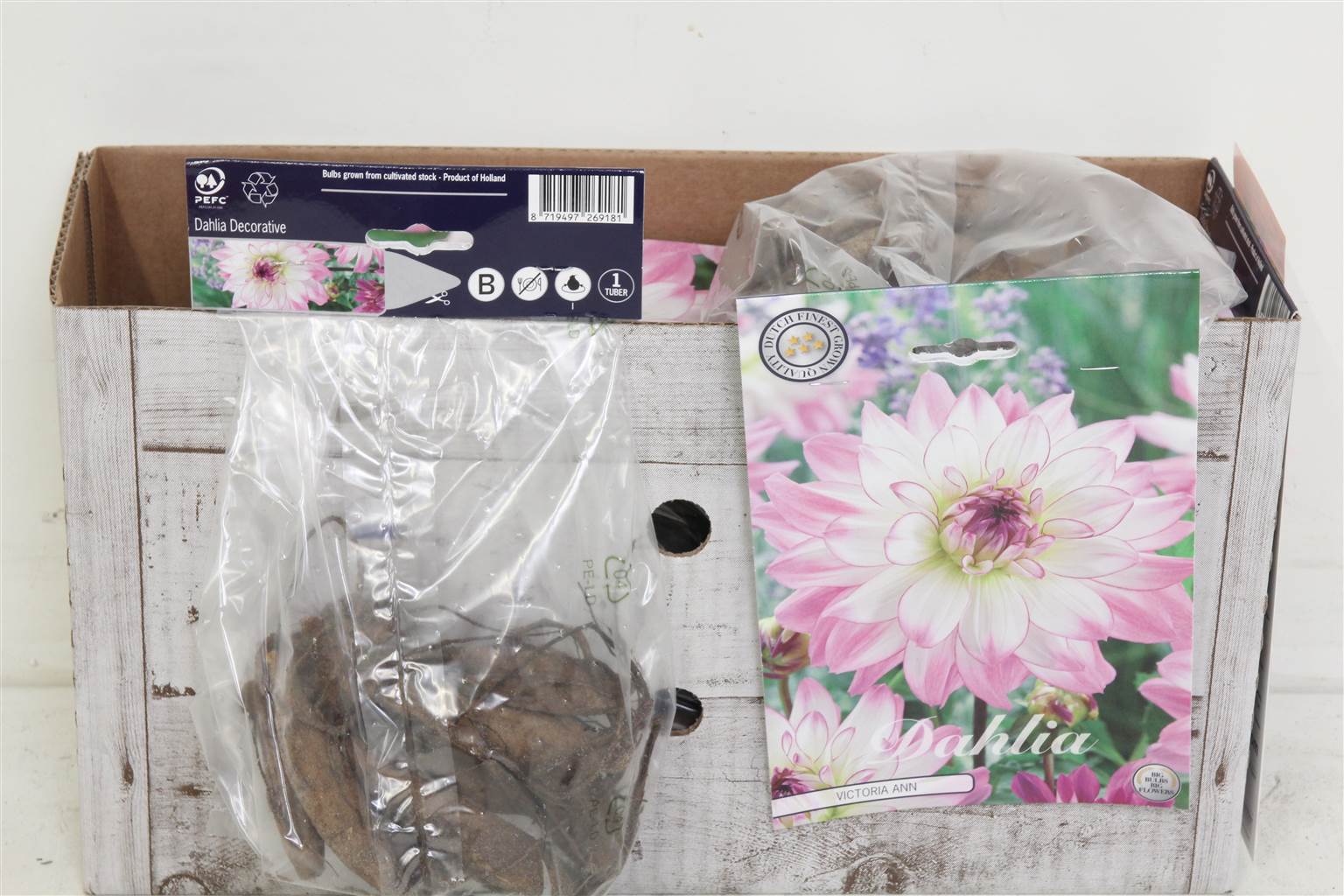 Цветочная луковица Георгин Деко Виктория Энн X1 ( Flower bulb Dahlia Deco Victoria Ann X1 ) H 20 см