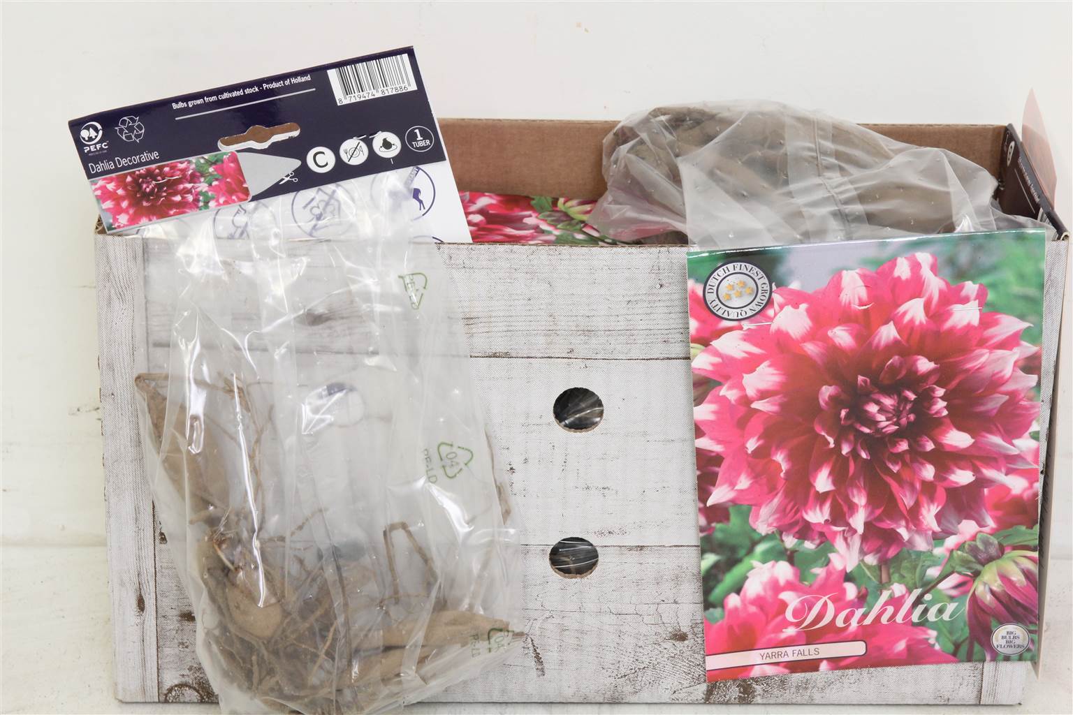 Цветочная луковица Георгин Деко Ярра Фоллс X1 ( Flower bulb Dahlia Deco Yarra Falls X1 ) H 20 см