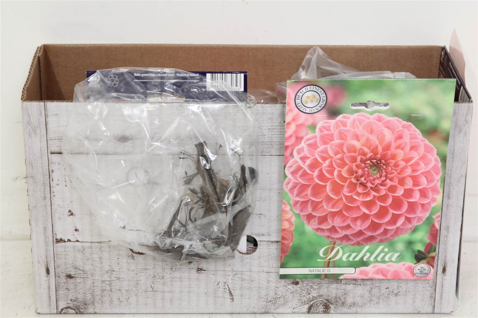 Цветочная луковица Георгин Помпон Натали G X1 ( Flower bulb Dahlia Pompon Natalie G X1 ) H 20 см