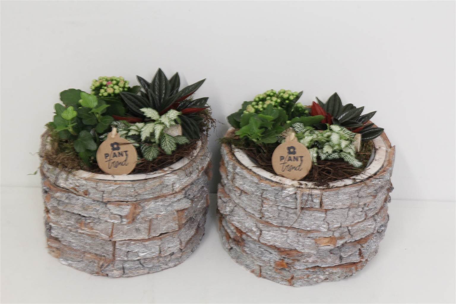Композиция ( Arr. Pl - Hout Schors Rond X3 ) W 21 см H 23 см
