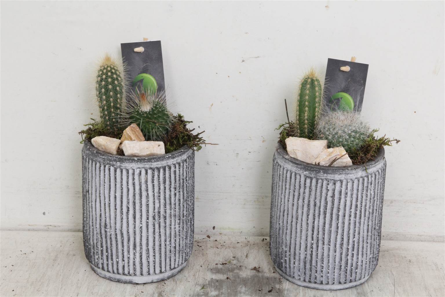 Композиция Кактус # ( Compo Cactus # ) W 15 см H 10 см