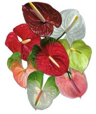 Anthurium mix in box(Антуриум Микс ин бокс) B45