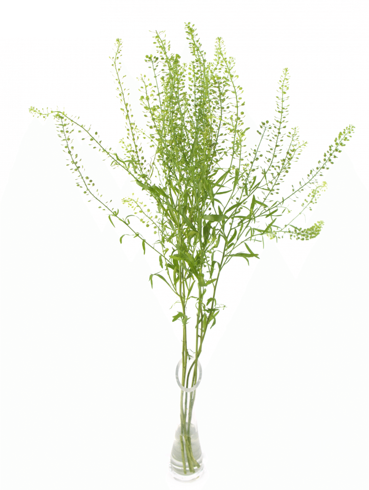 Thlaspi Green Bell(Тиласпи Грин Белл штучно) В50