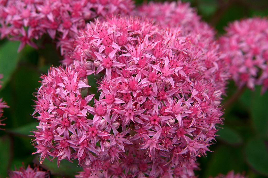 Sedum spectabile carl(Седум спектабиль карл) В40