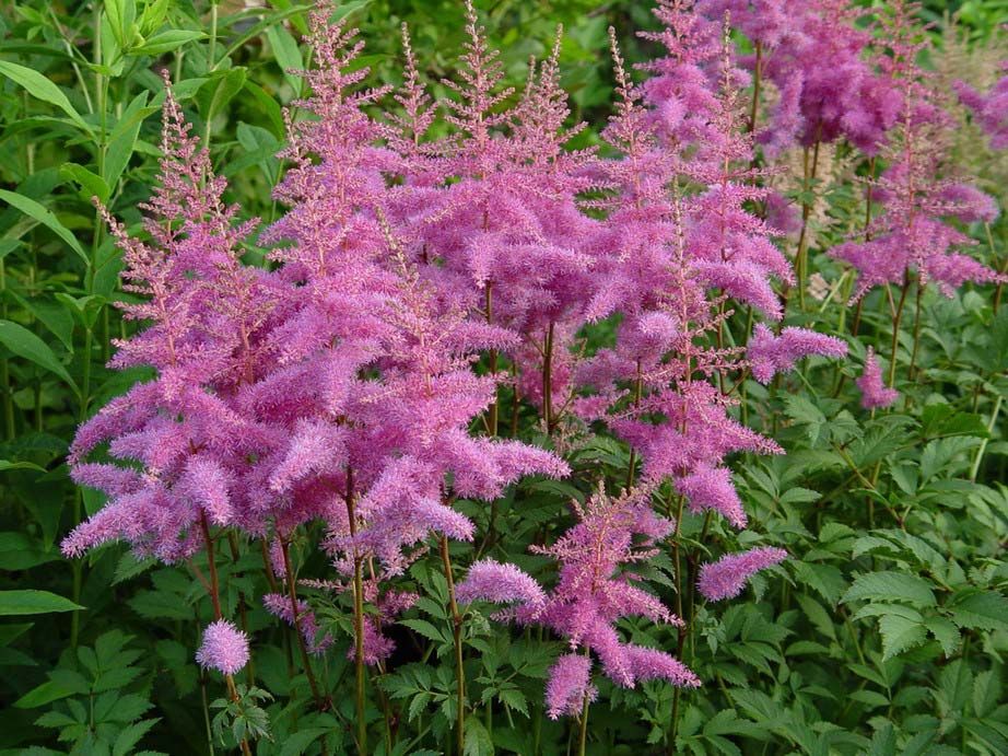 Астильба Арендса Amethyst (Аметист)