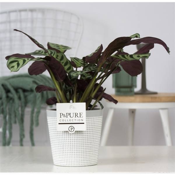 Ctenanthe Burle Marxii Из Чистой Глины 3 Серого Цвета ( Ctenanthe Burle Marxii In Pure Clay 3 Grey )