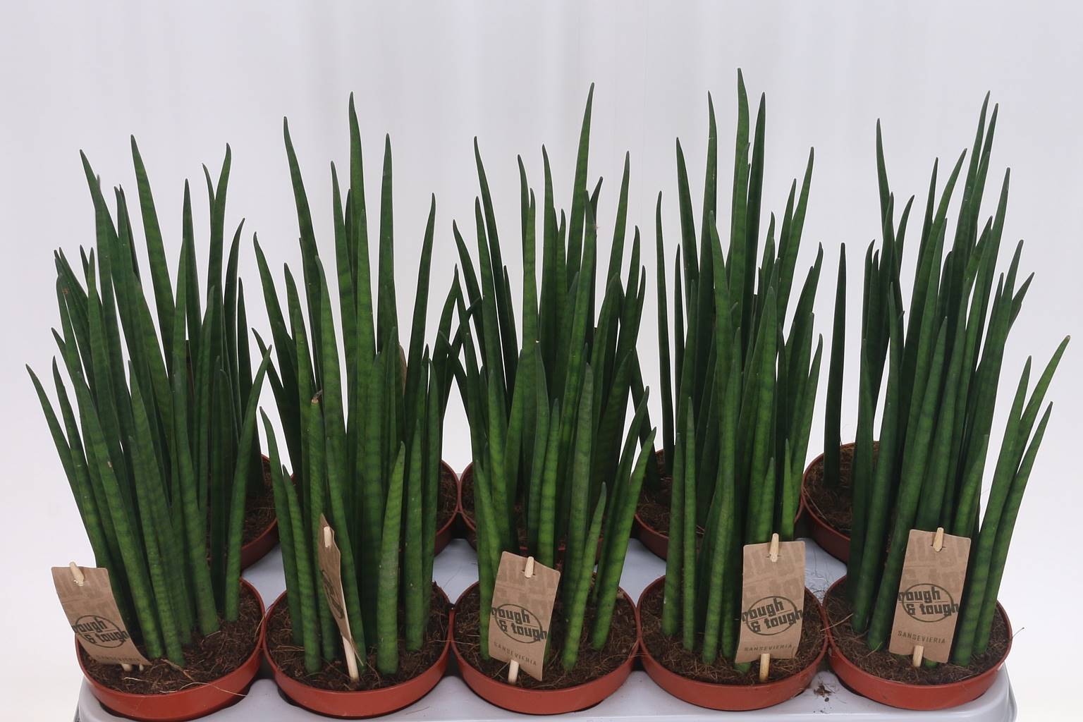 Сансевиерия Бакулярис ( Sansevieria Bacularis ) W 12 см H 45 см