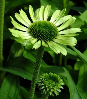 Эхинацея пурпурная Green Jewel(Грин Джевел)