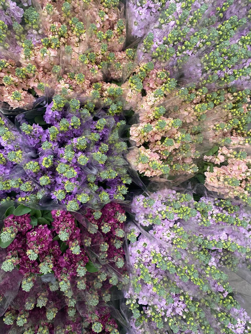Matthiola Gemengd (Маттиола Геменд ЭКСТРА) В55