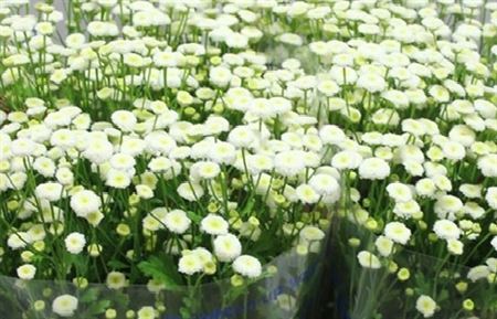 Tanacetum Pa Kamilla (Танацетум Па Камилла ) В60