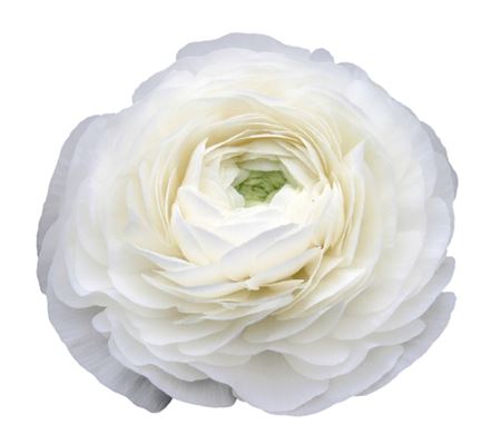 Ranunculus White (Ранункулюс вайт) В46