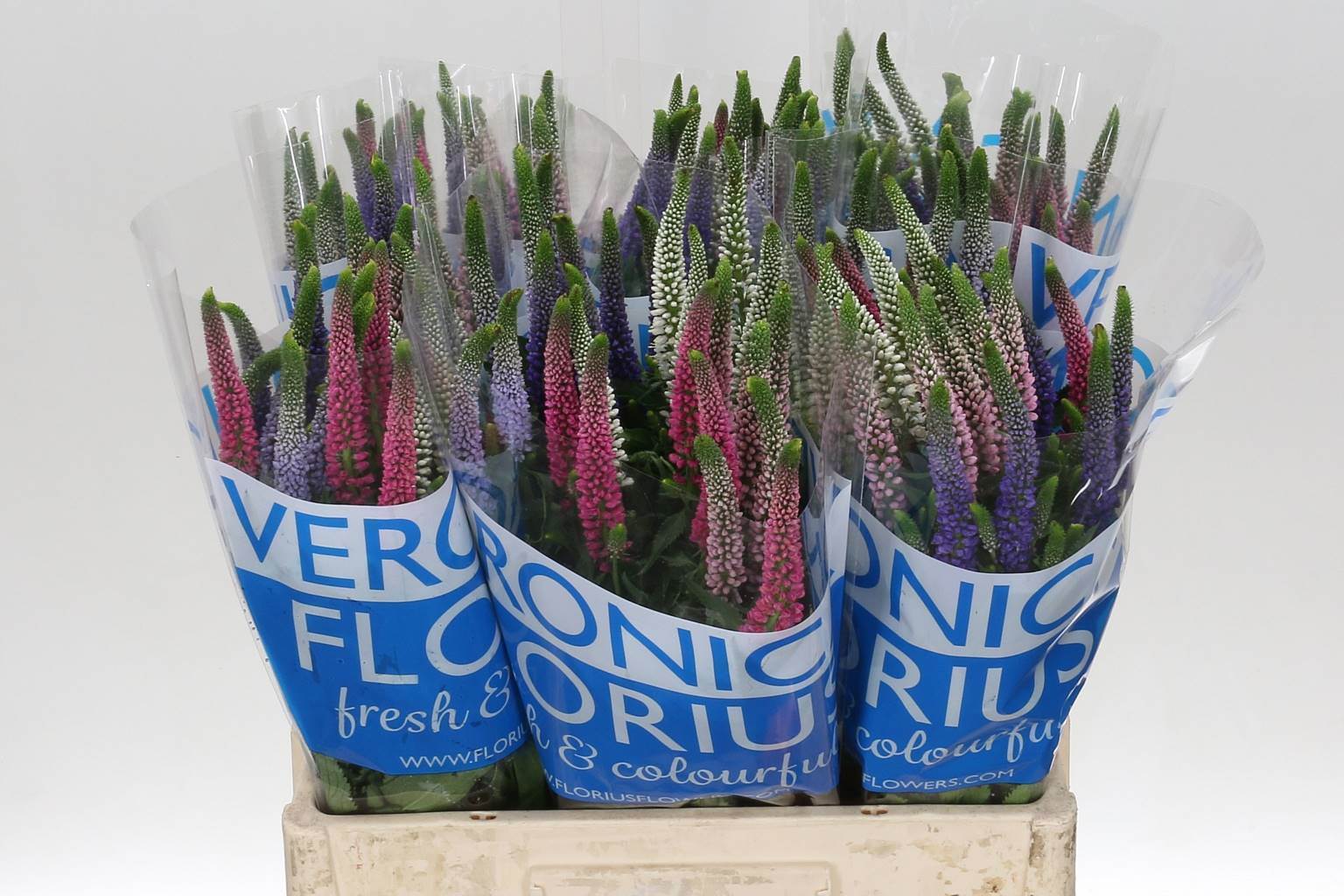 Veronica Smart Rainbow Mixed(Вероника Смарт Рейнбоу Миксд)В60