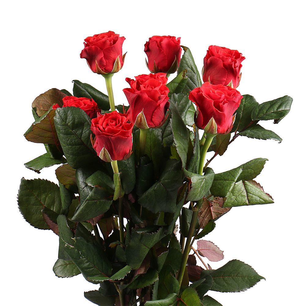 Rosa Gr El Toro ( Эль Торо ) В40 ROSE HILL