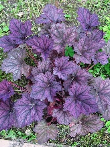 Гейхера Frosted Violet