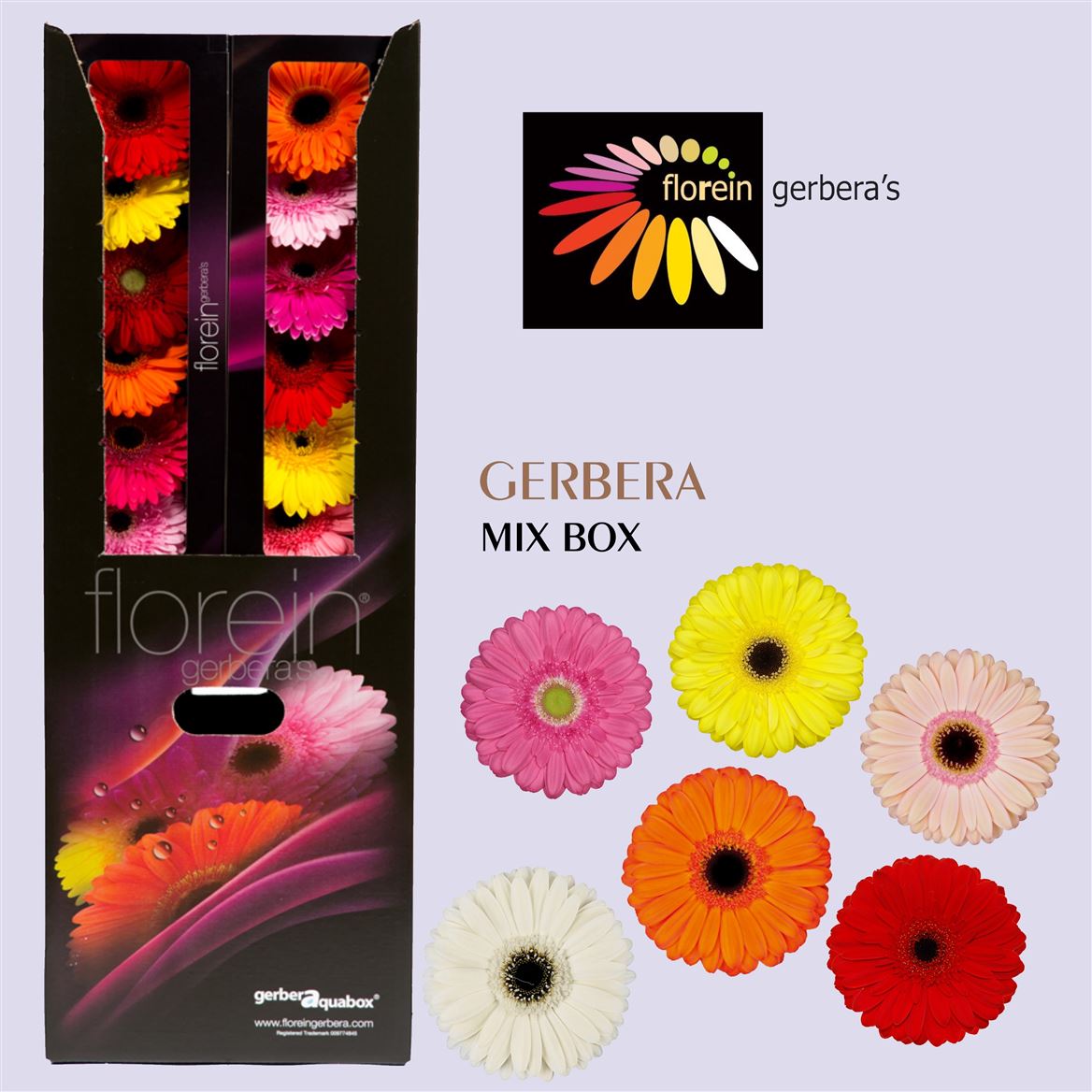 Gerbera Aqua Mixed X96 (Гербера Аква Миксед Х96) В45 Россия