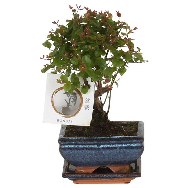 Бонсай "сагеретия" в форме керамического шара Ume 12 см белого цвета ( Bonsai 'sageretia' In W12cm C