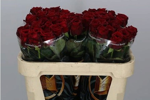 Rosa Gr Red Naomi (Роза Гр Ред Наоми) (ARM) B60