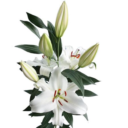 Lilium Or Santander  (Лилия о Сантандер ) В100