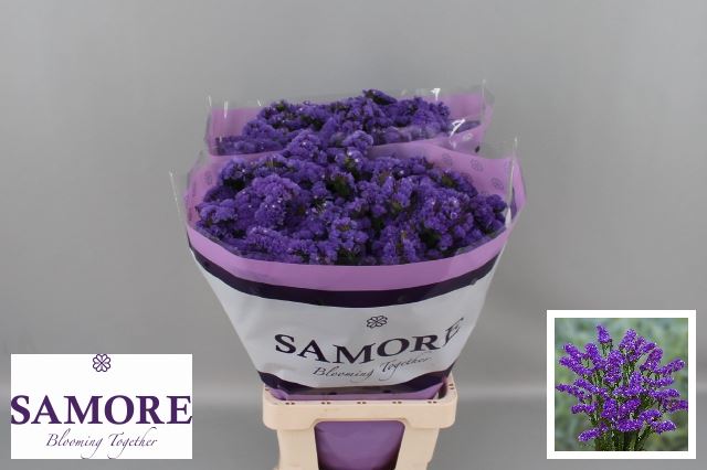 Limonium S Acqua Su Birds (Лимониум Статица Аква Су Бердс) В80