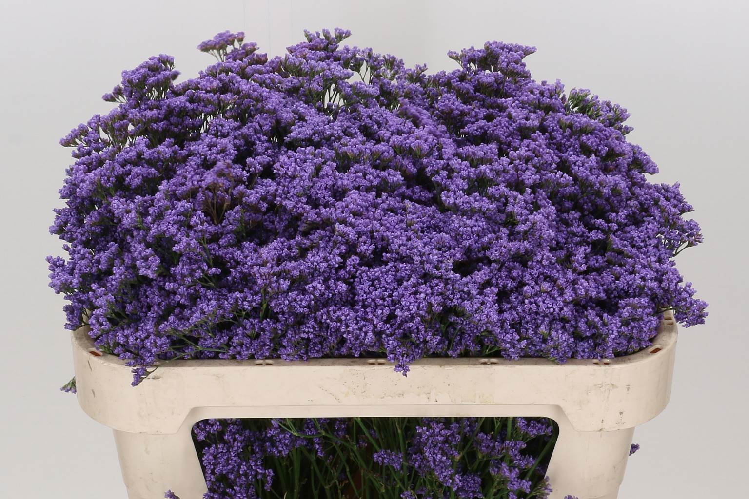 Limonium Maine Blue (Лимониум Майн Блу) В80
