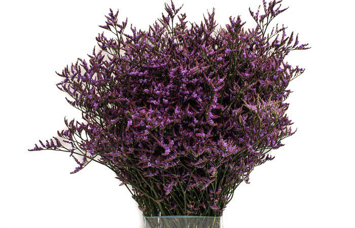 Limonium Saf Dark Blue (Лимониум Саф Дарк Блу) В80