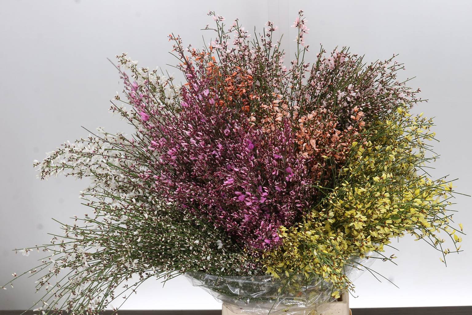 Limonium MIX (Лимониум Микс) В70