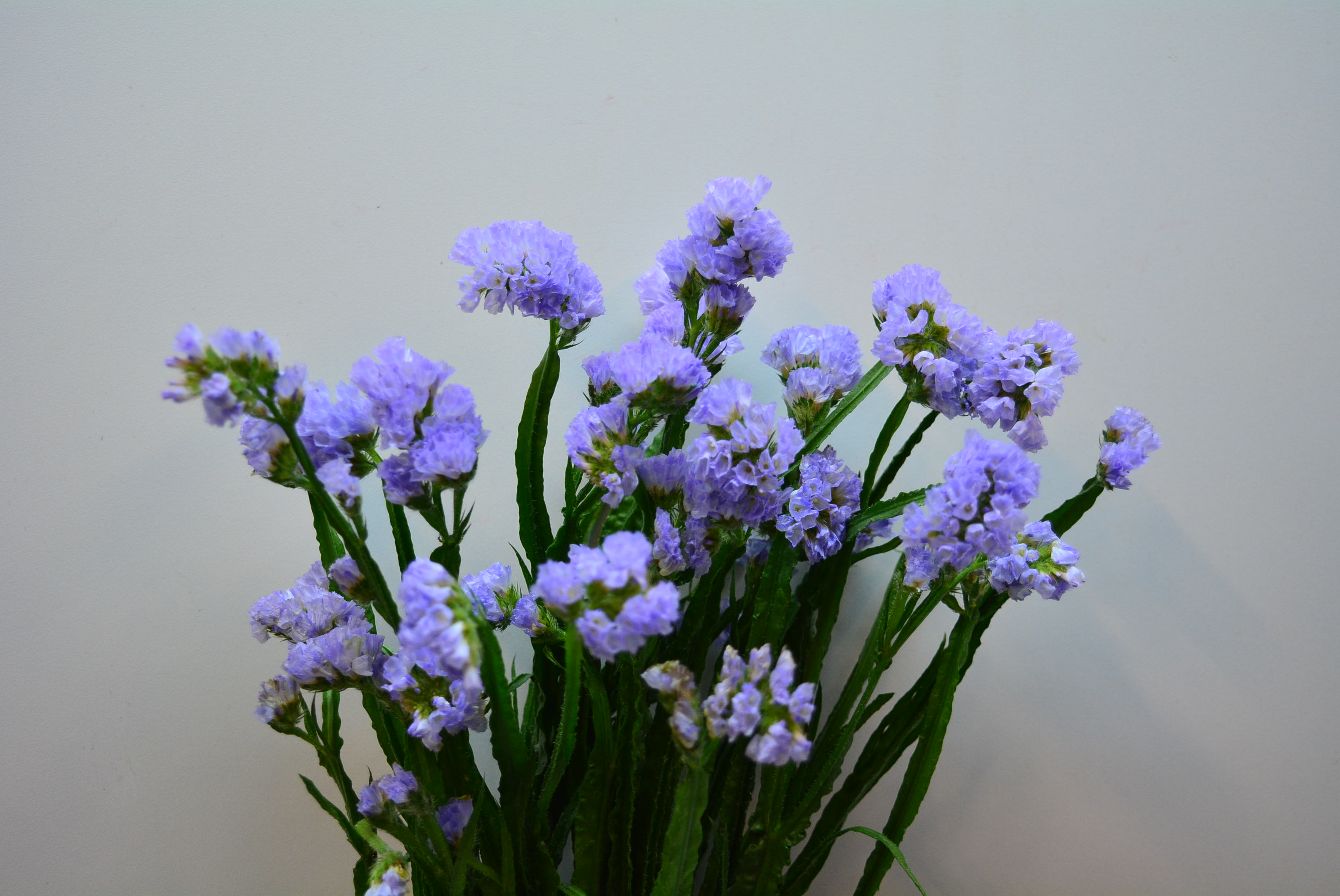 Limonium S Donau Birds (Лимониум Статица Дона Бердс) В65