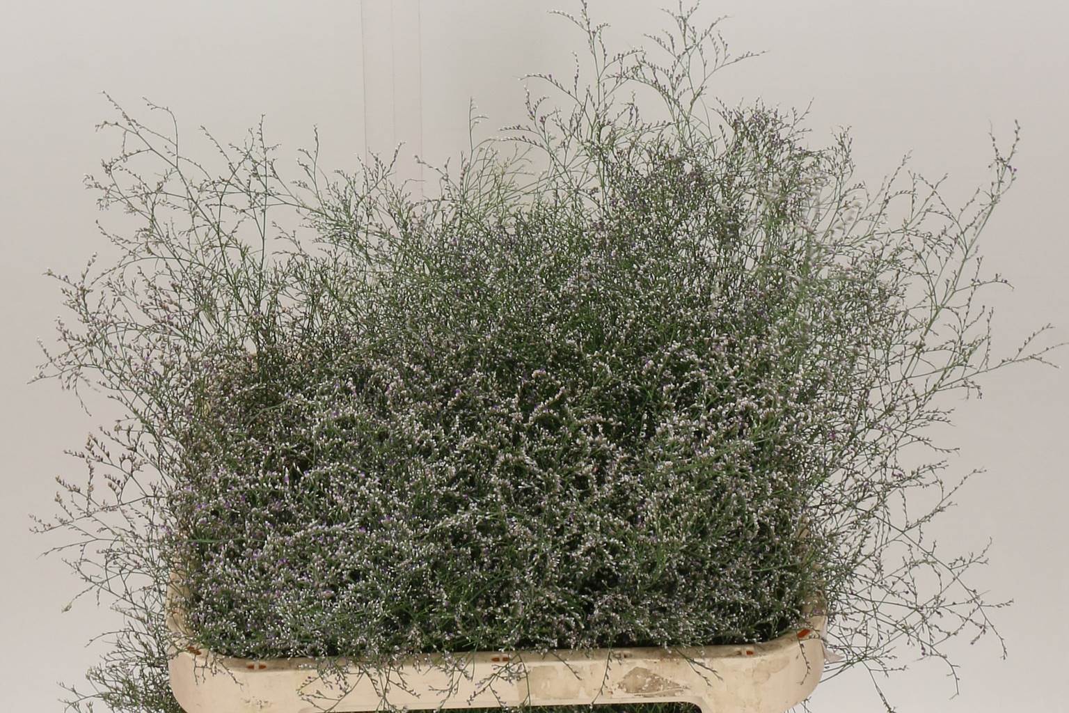 Limonium Beltlaard (Лимониум Белтлард) В90